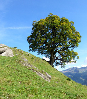 在线电话轰炸软件