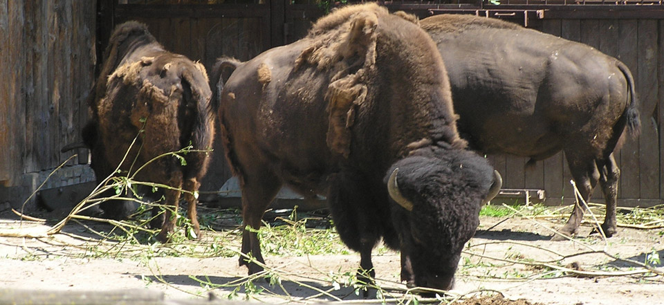 轰炸手机号在线使用