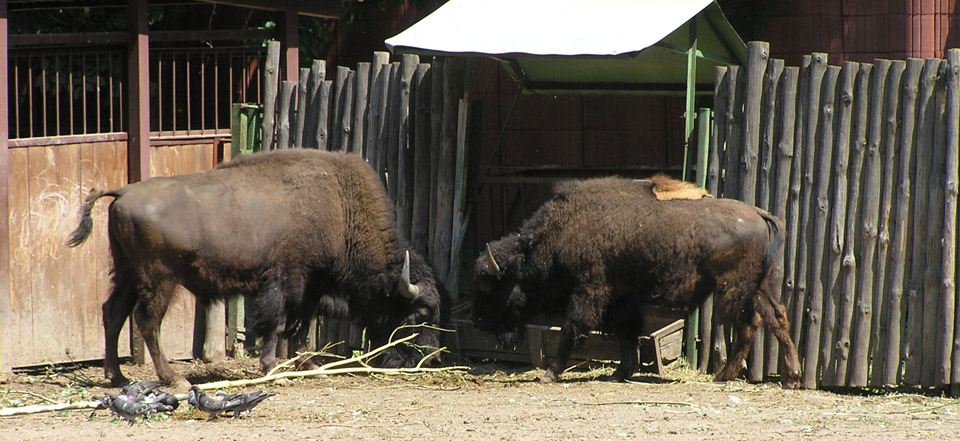 云呼电话轰炸机网页版