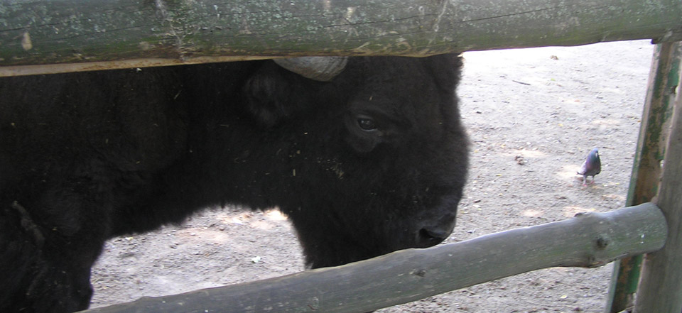 免费24小时不停呼叫软件下载